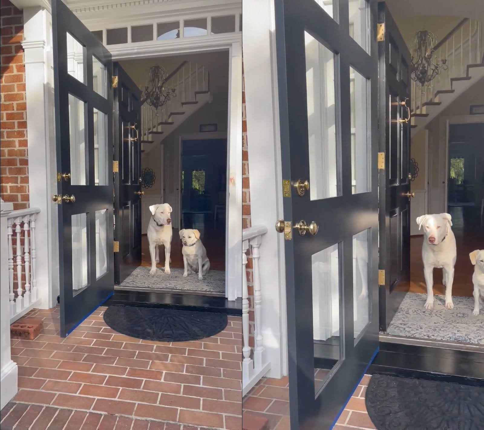 pet dogs door hinges